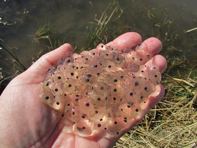 tadpole