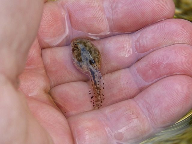 tadpole