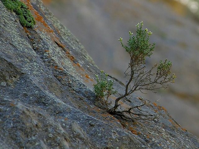 tenacity