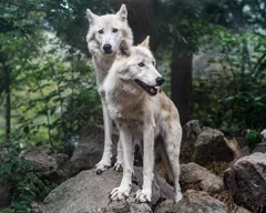 them