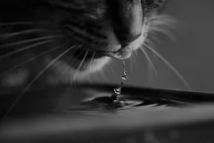 thirsty