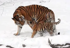 tiger