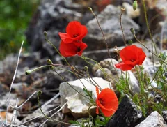 uncultivated