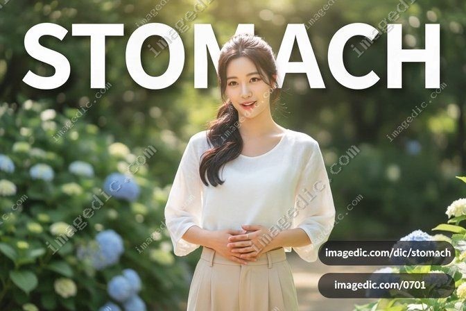 stomach