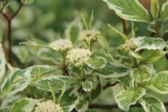 variegated