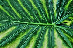 variegated