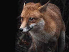 vigilant