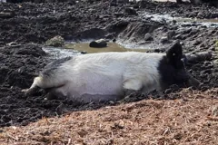 wallow