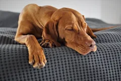 weary