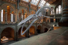 whale