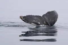whale
