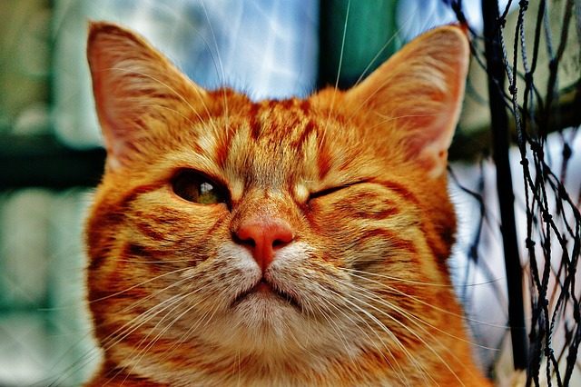 wink