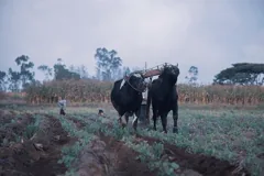 yoke