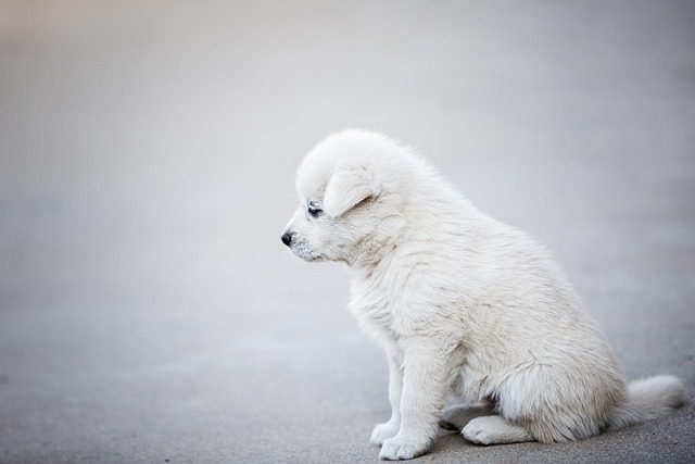 youngster