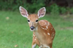 youngster