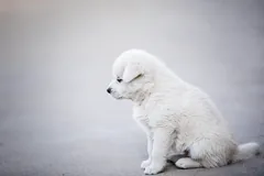 youngster